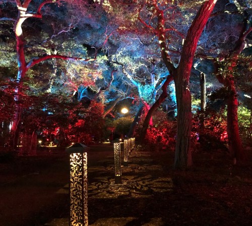 A vibrant, illuminated pathway through trees, featuring colorful lights in blue and red against a dark night sky.