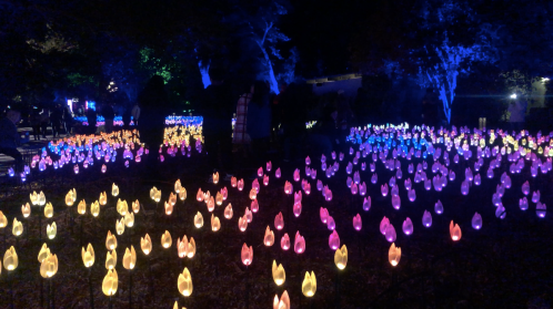 A vibrant display of illuminated flowers in various colors, set against a dark night sky.