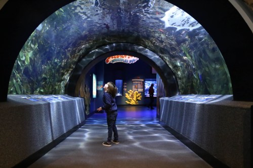 A child stands in an aquarium tunnel, gazing at fish swimming overhead, with colorful displays in the background.