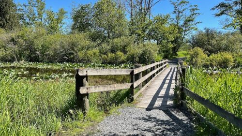 A wooden bridge over a pond surrounded by lush greenery and trees under a clear blue sky.