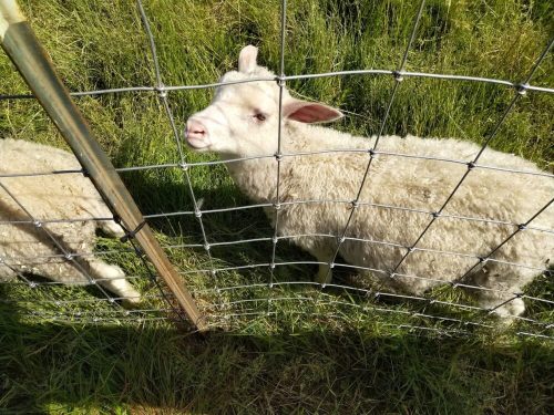 A close-up of a sheep with fluffy wool, looking through a wire fence in a grassy field.