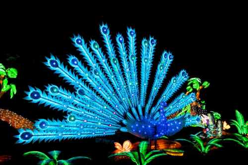 A vibrant, illuminated peacock with a colorful fan of feathers, surrounded by glowing plants against a dark background.