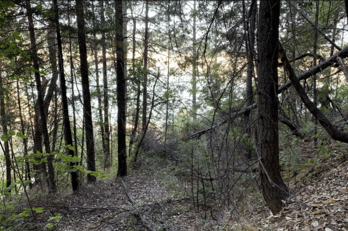 A serene forest scene with tall trees and a glimpse of water in the background, surrounded by fallen leaves.