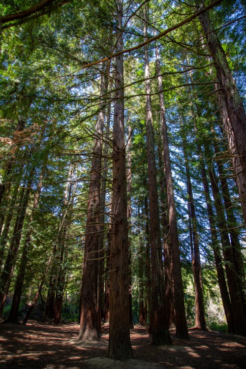 Tall redwood trees rise majestically in a sunlit forest, with dappled light filtering through the lush green canopy.