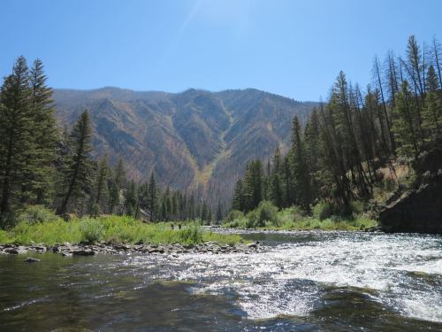 A clear river flows through a forested landscape, with mountains in the background under a bright blue sky.