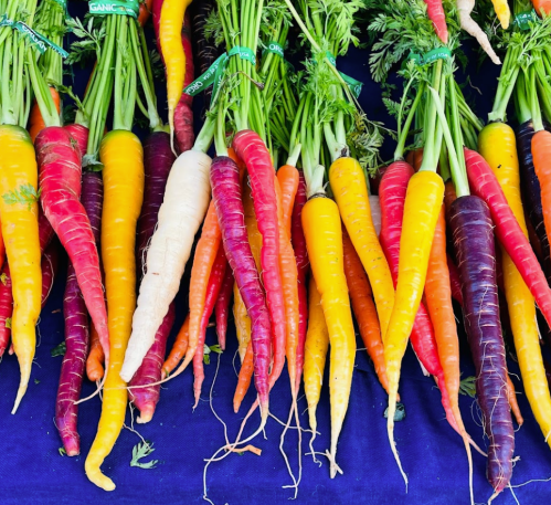 A vibrant display of organic carrots in various colors, including orange, purple, yellow, and white, on a blue background.