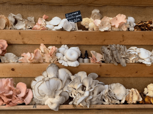 A wooden shelf displaying various gourmet mushrooms in different colors and shapes, with a sign indicating their price.