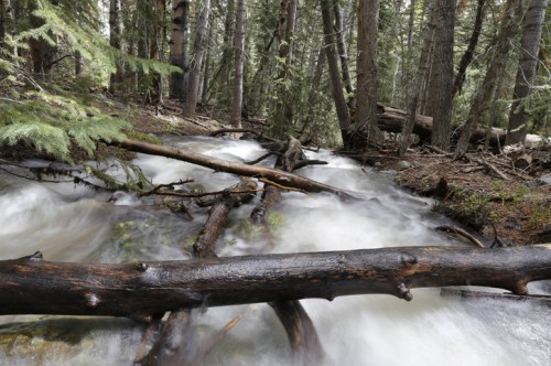 A serene forest scene with a flowing stream and fallen logs, surrounded by tall trees and lush greenery.