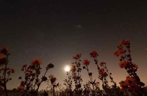 A field of sunflowers silhouetted against a starry night sky with a bright celestial object.