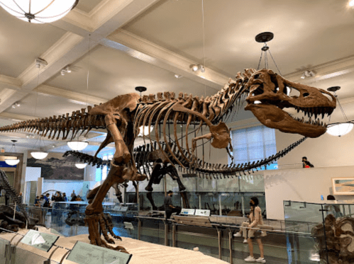 A large T. rex skeleton on display in a museum, with visitors observing nearby.