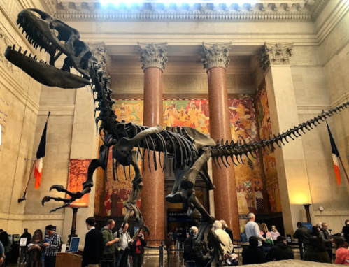 A large dinosaur skeleton on display in a museum, surrounded by visitors and colorful murals on the walls.