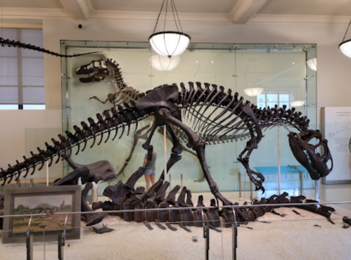 A large dinosaur skeleton displayed in a museum, showcasing its bones and structure under bright lighting.