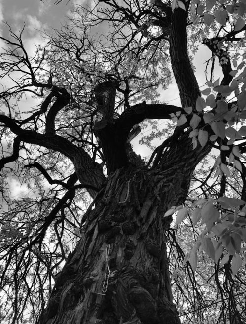 A black and white image of a tall, gnarled tree with intricate branches against a cloudy sky.