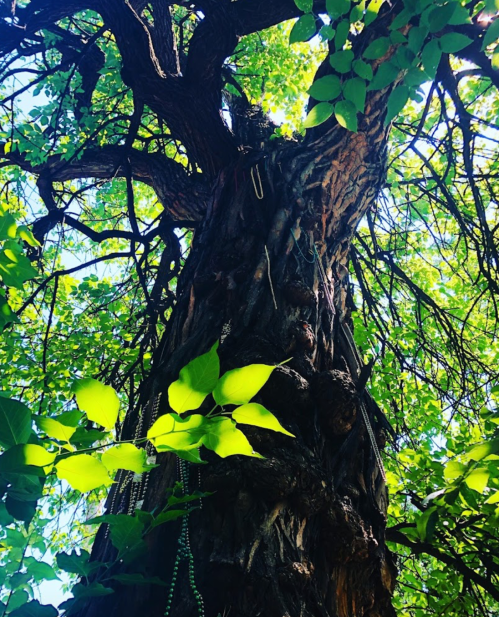 A close-up view of a tall tree trunk with green leaves and branches reaching upward against a bright sky.