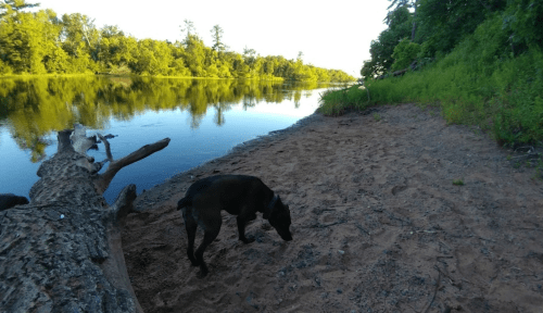 A black dog sniffs the sandy shore of a calm river surrounded by lush greenery and trees.