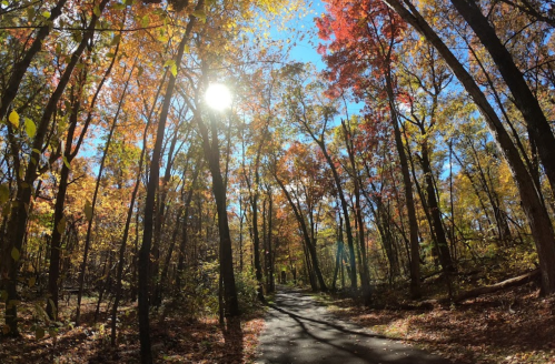 A sunlit path through a vibrant forest with colorful autumn leaves and clear blue skies.