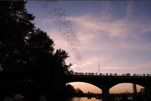 Silhouetted people on a bridge at sunset, with birds flying in the sky above a river.