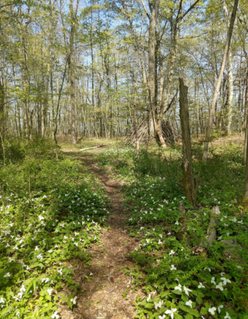 A serene forest path lined with white flowers, surrounded by trees and dappled sunlight.
