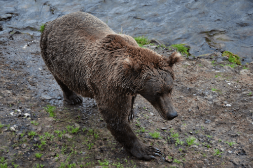 A brown bear walks along the riverbank, its fur wet and glistening, surrounded by grass and water.