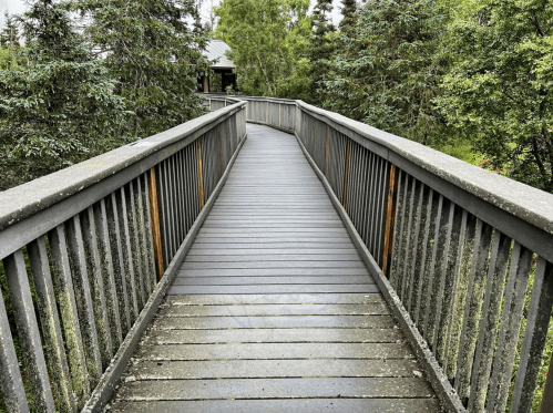 A wooden walkway curves through lush greenery, surrounded by trees on both sides.