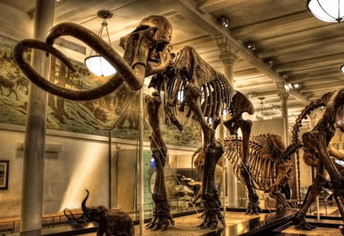 A large mammoth skeleton displayed in a museum, with smaller elephant figures in the background.