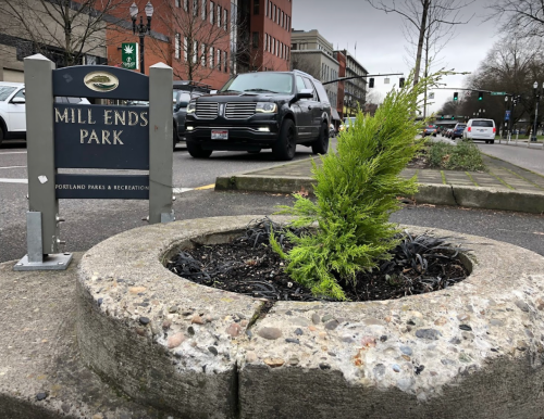 A small green plant grows in a circular concrete planter at Mill Ends Park, with a street and cars in the background.