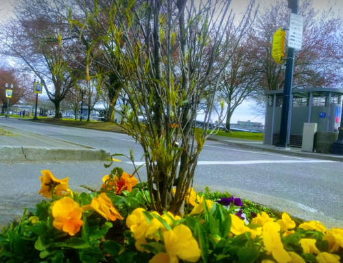 A close-up of colorful flowers at the base of a tree, with a street and park in the background.