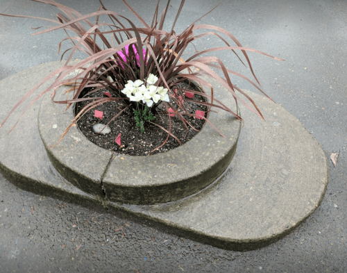 A circular stone planter with white flowers and pink foliage, set on a wet pavement.