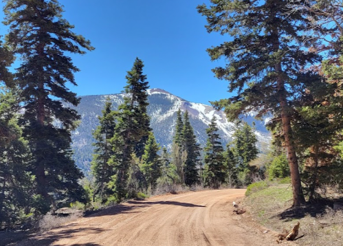 A dirt road winds through tall pine trees, leading to a snow-capped mountain under a clear blue sky.