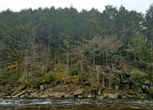 A riverbank with a mix of lush green and bare trees, rocky terrain, and a misty atmosphere in the background.