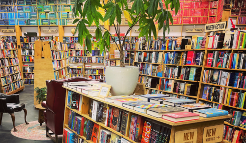 A cozy bookstore interior with shelves of books, a table of new arrivals, and a large potted plant in the center.
