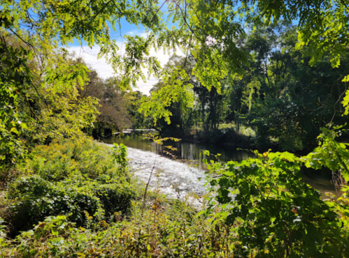 A serene river scene surrounded by lush green trees and foliage under a bright blue sky.