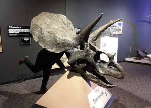 A person playfully poses next to a large Triceratops skull fossil in a museum exhibit.