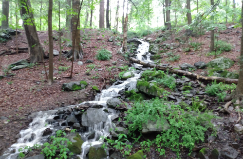 A small waterfall cascades over rocks in a lush, green forest with trees and fallen leaves surrounding it.