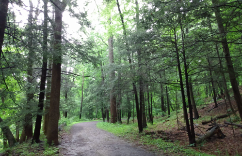 A winding path through a lush green forest, surrounded by tall trees and dense foliage.