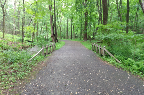 A serene forest path winding through lush green trees, with a wooden railing on either side.