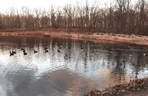 A serene pond with ducks swimming, surrounded by bare trees and rocky shoreline in a tranquil setting.