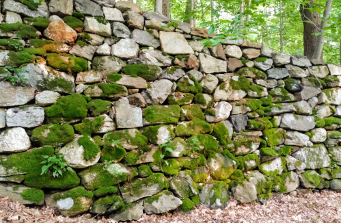 A moss-covered stone wall in a forest, surrounded by greenery and fallen leaves.