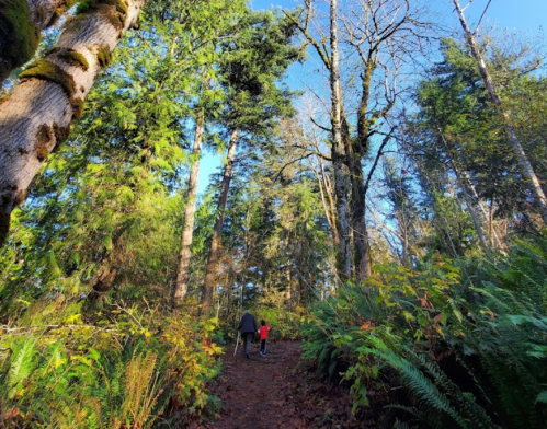 A person and a child walk along a forest trail surrounded by tall trees and lush greenery under a clear blue sky.