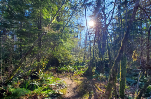 A sunlit forest path surrounded by lush greenery and tall trees, creating a serene and inviting atmosphere.