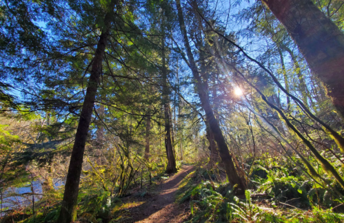 A sunlit forest path surrounded by tall trees and lush greenery, with sunlight filtering through the branches.