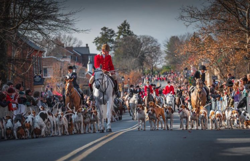 A parade featuring riders in red coats on horseback, accompanied by hounds, with a crowd lining the street.