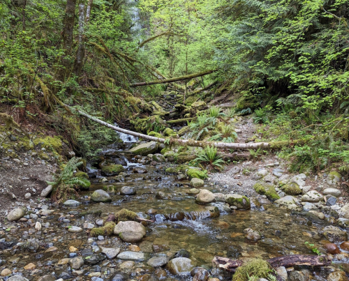 A serene forest scene featuring a small stream, moss-covered rocks, and fallen trees surrounded by lush greenery.