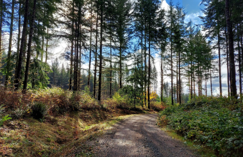 A winding gravel path through a lush forest with tall trees and a bright blue sky.