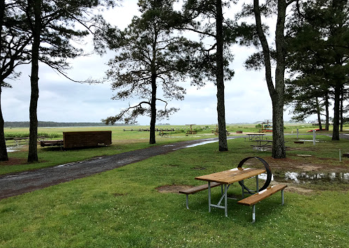 A grassy area with picnic tables and trees, overlooking a calm body of water under a cloudy sky.