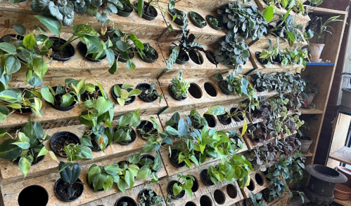 A vertical garden wall filled with various potted plants in a rustic wooden display.