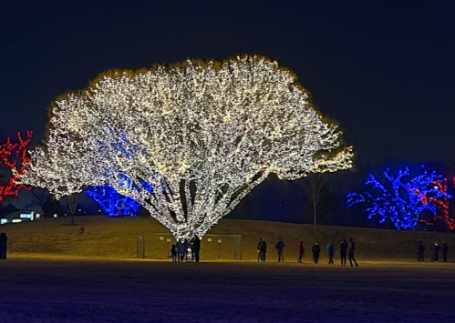 A large tree adorned with white lights, surrounded by colorful illuminated trees, with people walking nearby at night.