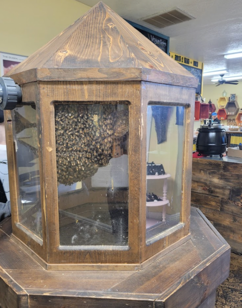 A wooden display case with glass sides containing a large beehive inside.