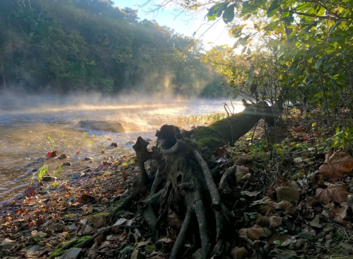 A serene river scene with mist rising, surrounded by trees and fallen leaves on the bank.