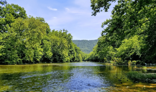 A serene river flows through lush green trees under a clear blue sky, with mountains in the background.